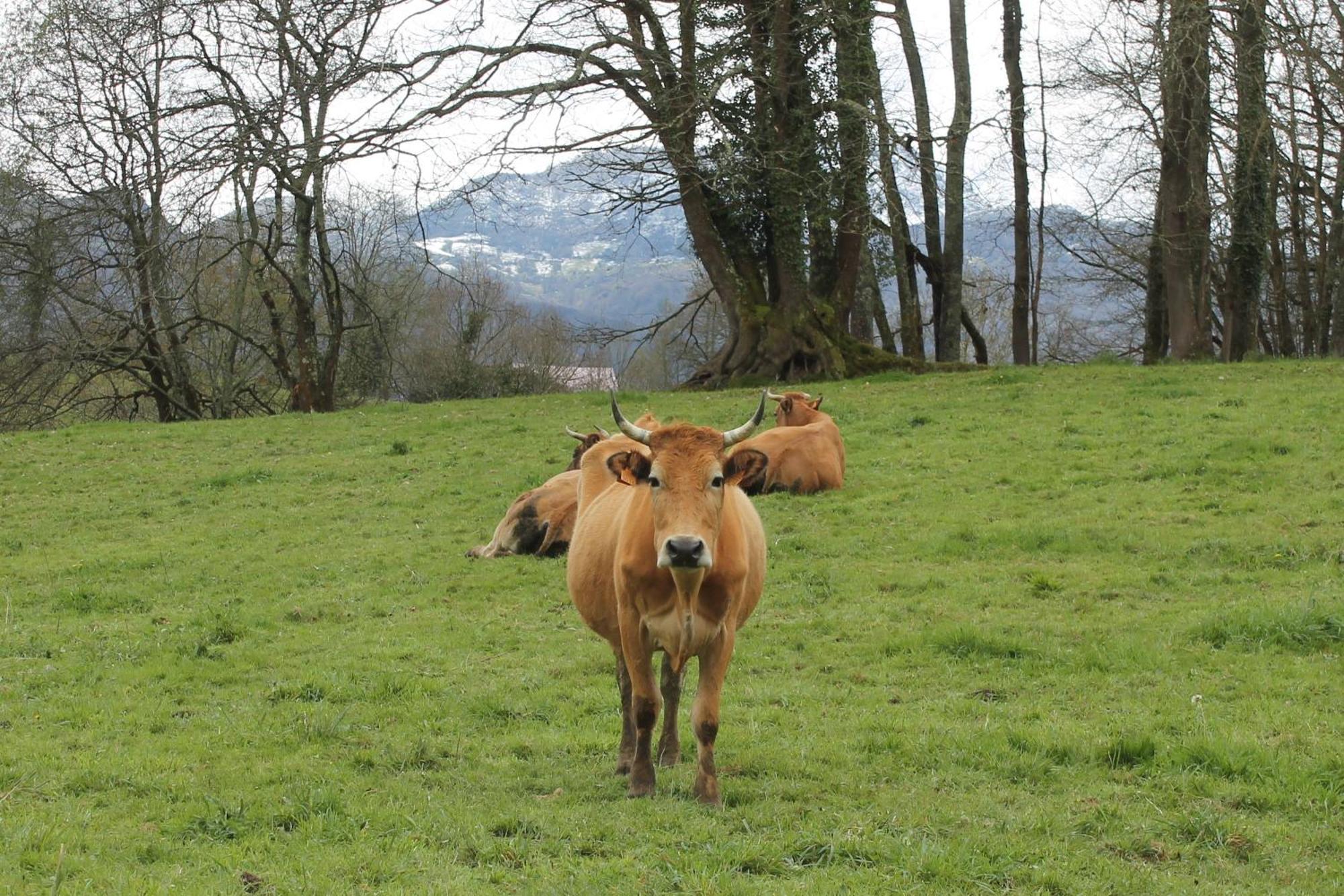 Villa Casa De Aldea Monga 9 En Nava, Asturias Esterno foto