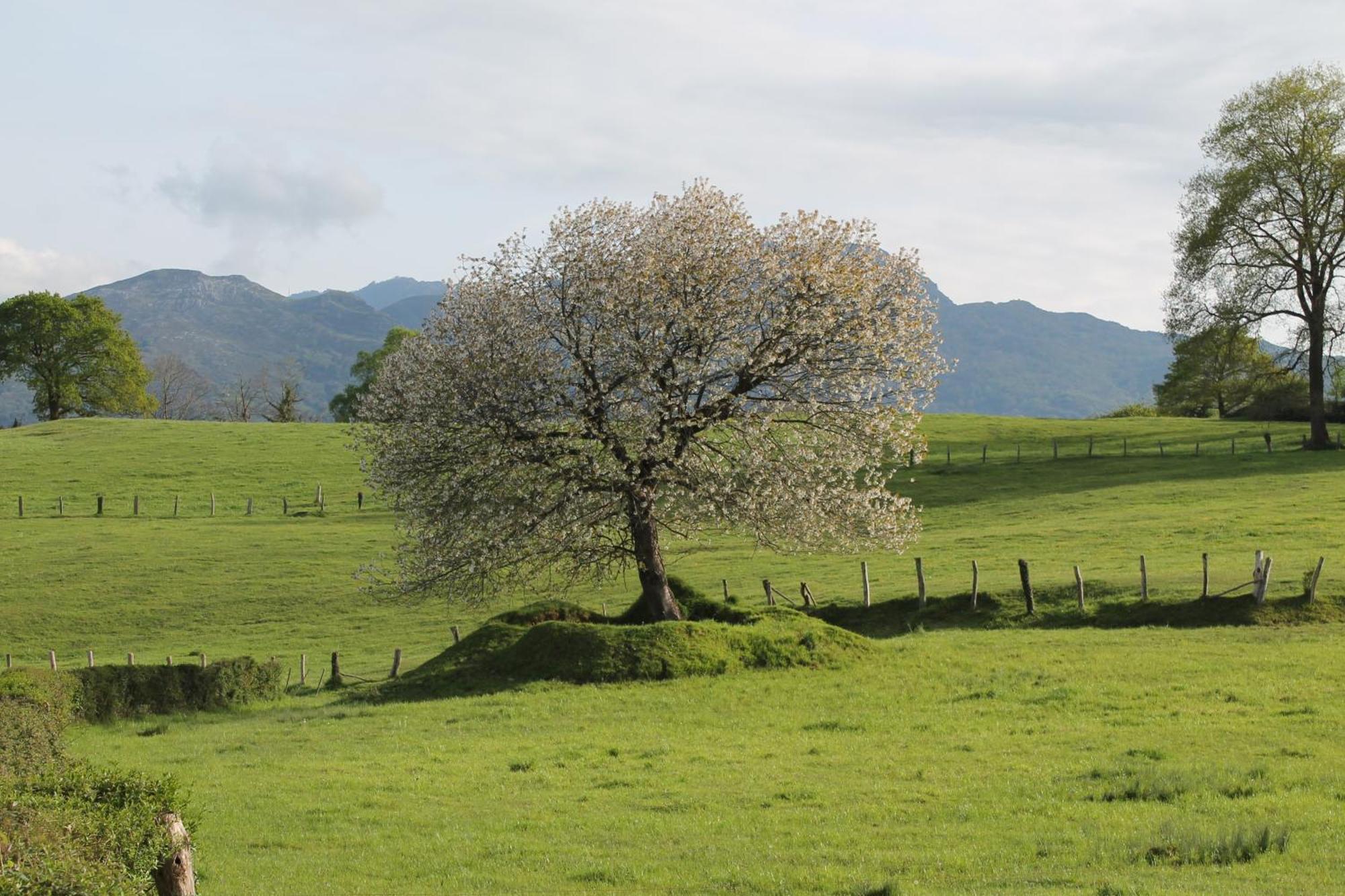 Villa Casa De Aldea Monga 9 En Nava, Asturias Esterno foto
