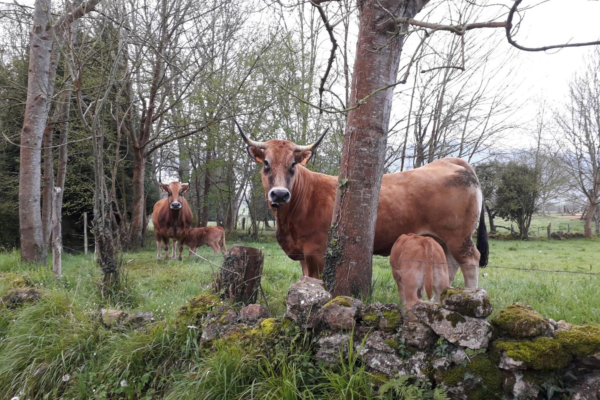 Villa Casa De Aldea Monga 9 En Nava, Asturias Esterno foto